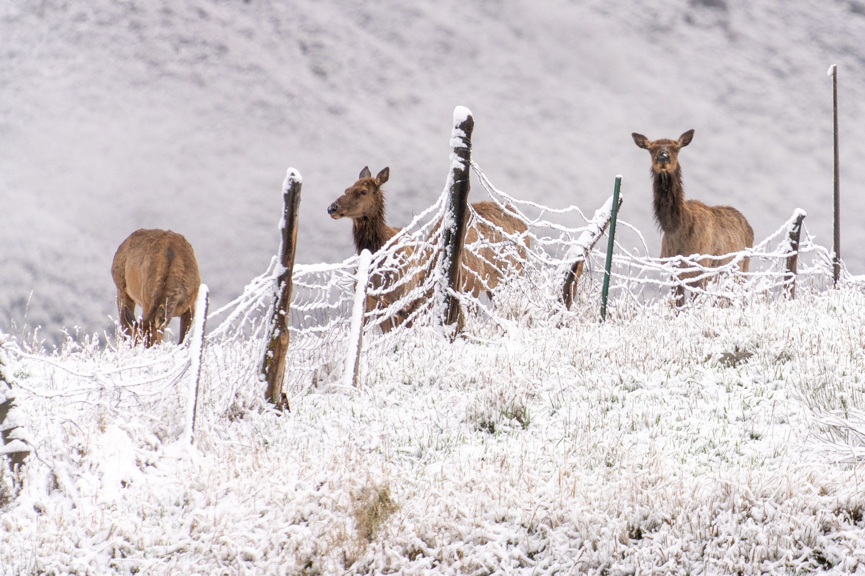 Elk spring into action